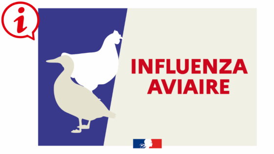 INFLUENZA AVIAIRE* NIVEAU ÉLEVÉ 🦆 🐔 🦅