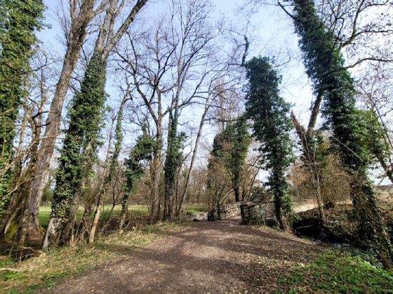 Abattage d&rsquo;arbres